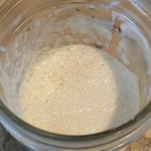 San Francisco zuurdesem tarwebrood starter probiotische cultuur gedehydrateerd