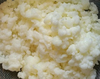 Fresh Milk Kefir Grains Bulgaros Probiotic Culture Heirloom Starter Tibetan Mushroom