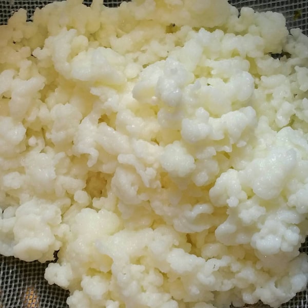 Fresh Milk Kefir Grains Bulgaros Probiotic Culture Heirloom Starter Tibetan Mushroom