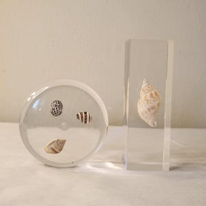 Two Vintage Lucite Seashells Paperweights Summer Ocean Seashells Paperweights