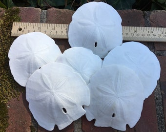 30 REAL WHITE SAND DOLLARS SHELL CRAFT WEDDING FAVOR DECOR 3/" ITEM # SD3-30