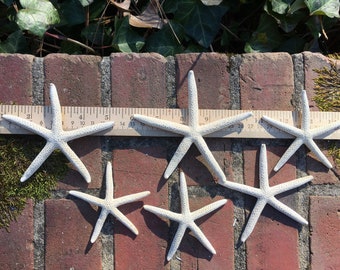 BULK Star Fish Coastal Decor Beach Wedding Natural Craft Supplies Shell