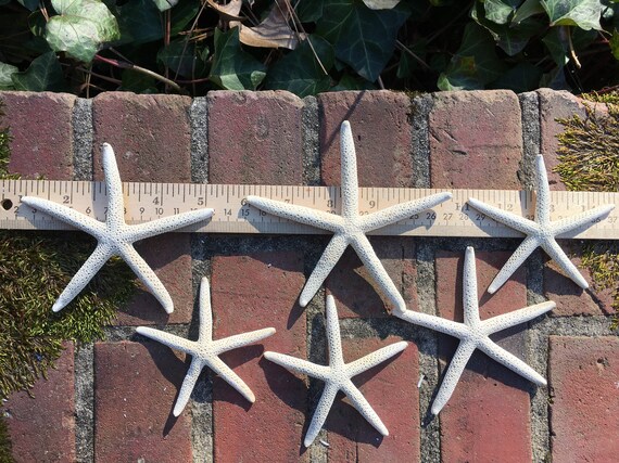 BULK Star Fish Coastal Decor Beach Wedding Natural Craft Supplies Shell 