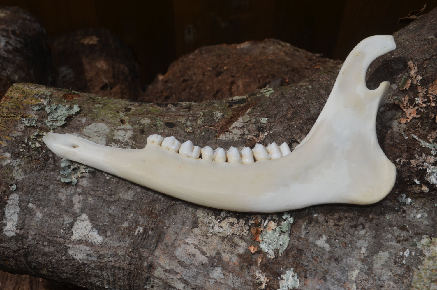 Deer jawbone single deer jaw Etsy