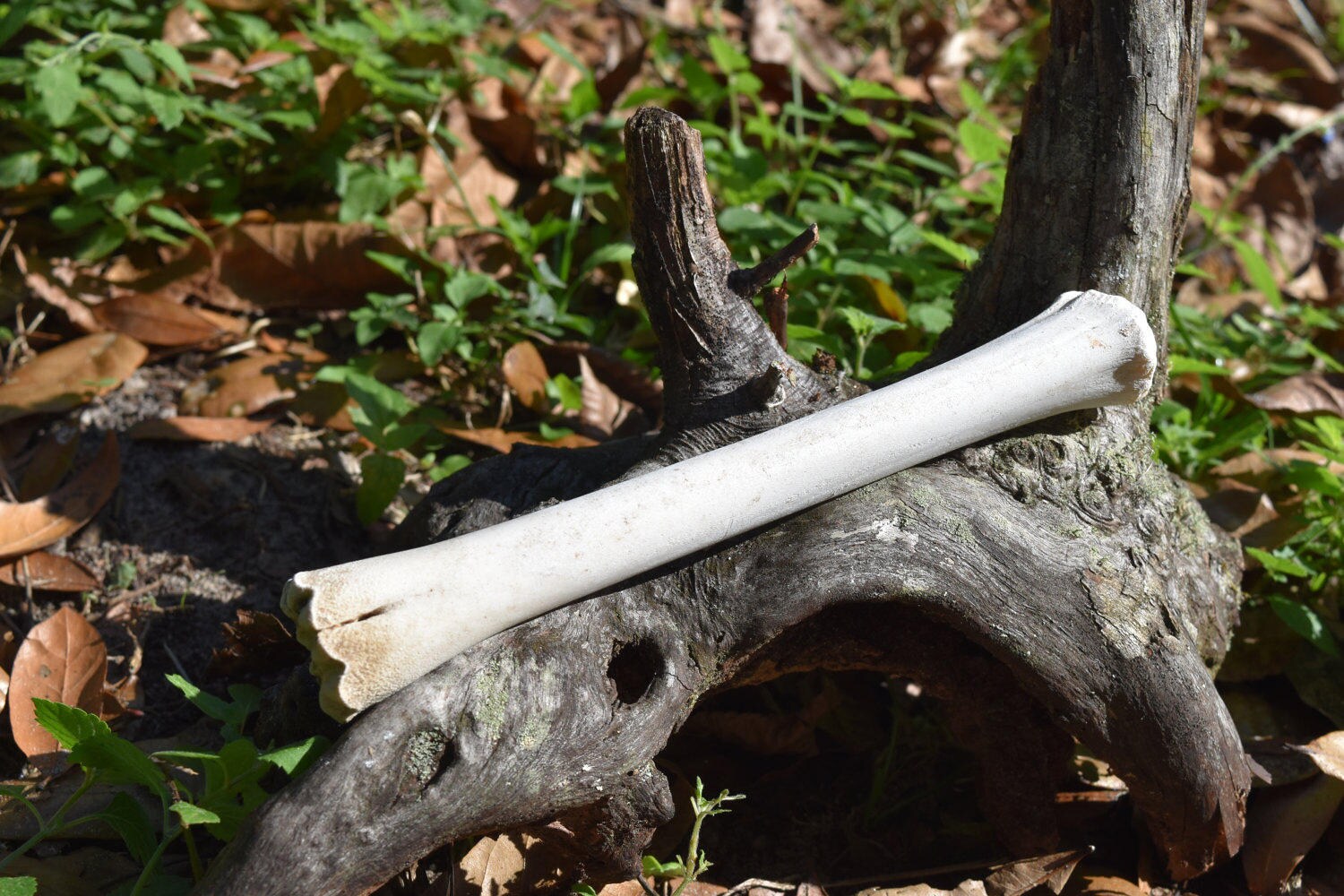 Deer leg bones, Set of 2