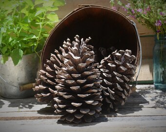 Longleaf pine cones, set of 4 large pine cones