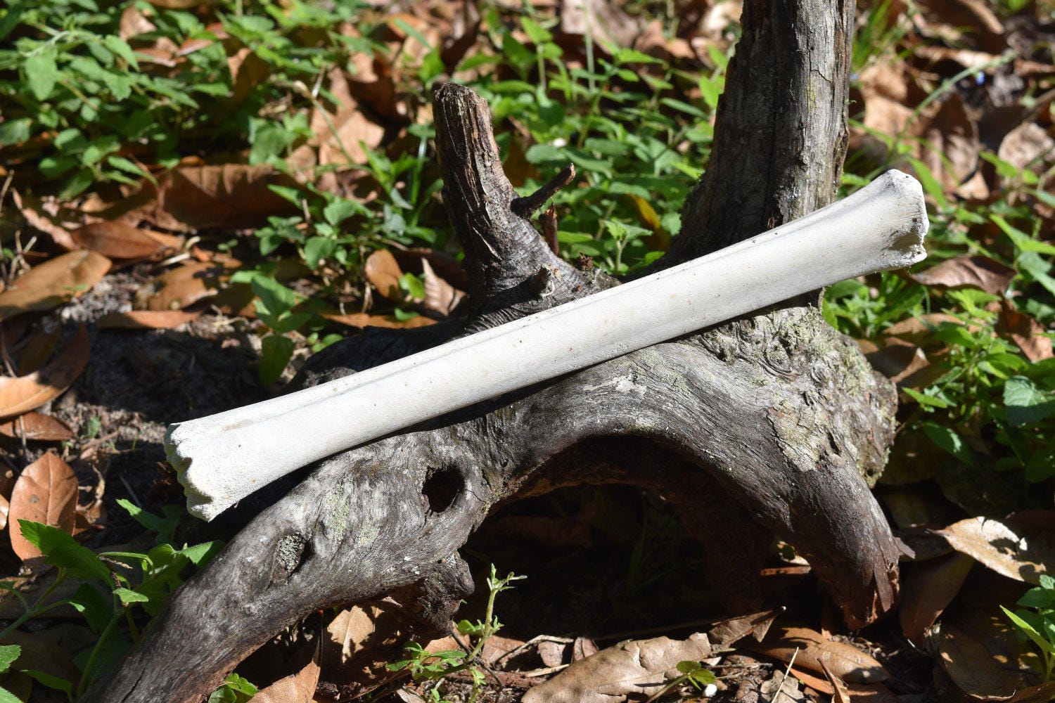 Deer leg bones, Set of 2