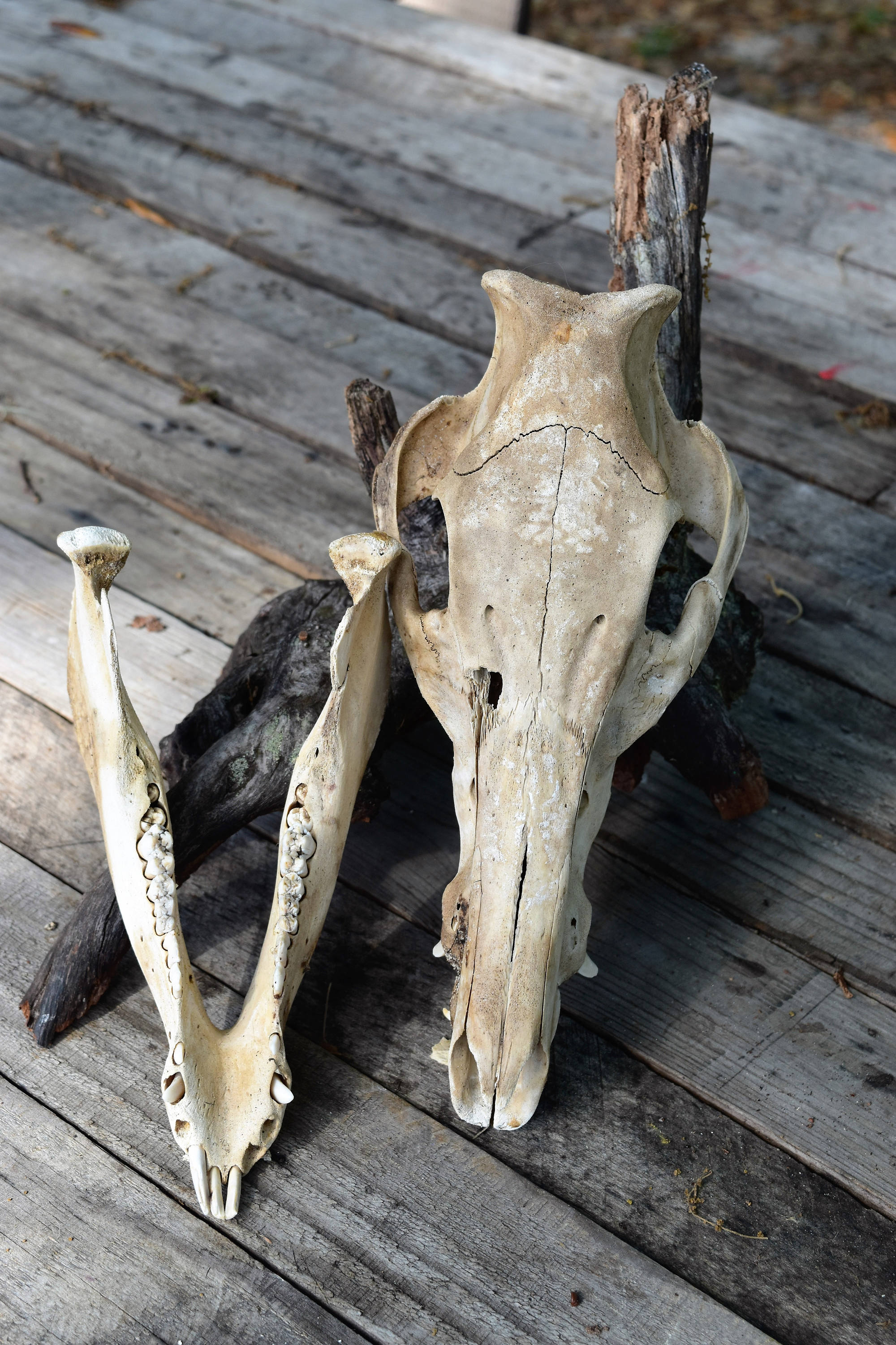 Boar Skull, Wild Boar skull whole, animal skull