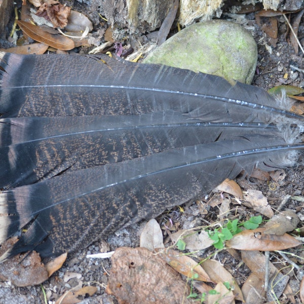 Pluma, plumas de la cola de Turquía