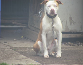 The Junk Yard Dog Chronicles -Nicholas Jack Marino-  Are You Sure He Don't Bite ??