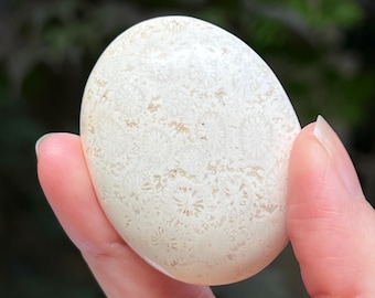 Fossilised Coral Palmstone AAA+ Polished 32