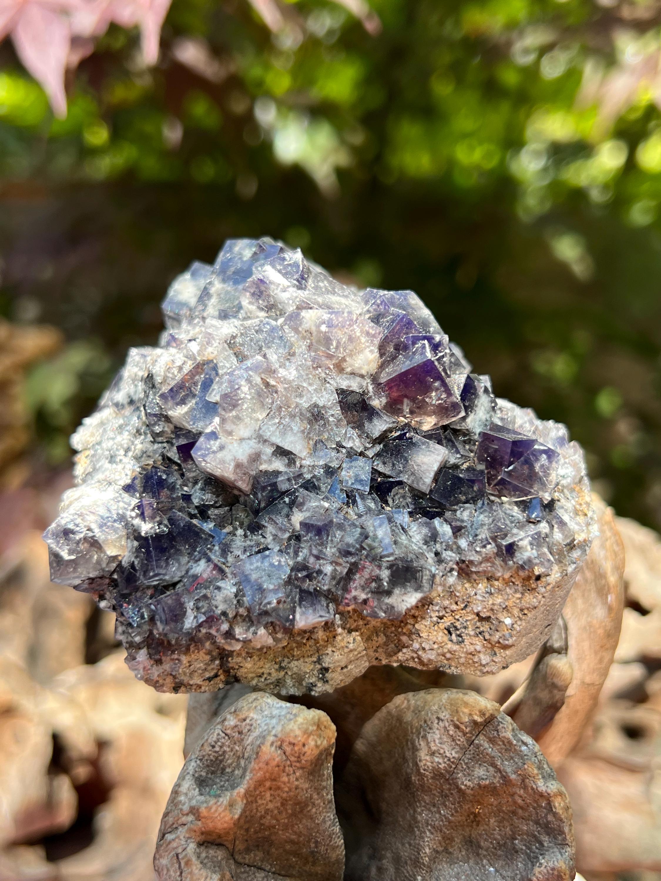 Diana Maria mine Smoky Rabbit Pocket 蛍石 Diana Maria Mine Smoky Rabbit Pocket Fluorite Cluster UV AB22 Rare