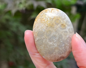 Fossilised Coral Palmstone AAA+ Polished 34