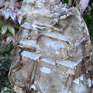 May include: A cluster of smoky quartz crystals. The crystals are a translucent, light brown color with sharp, geometric facets. The cluster is densely packed, with multiple crystal points visible. The background features green and purple foliage.