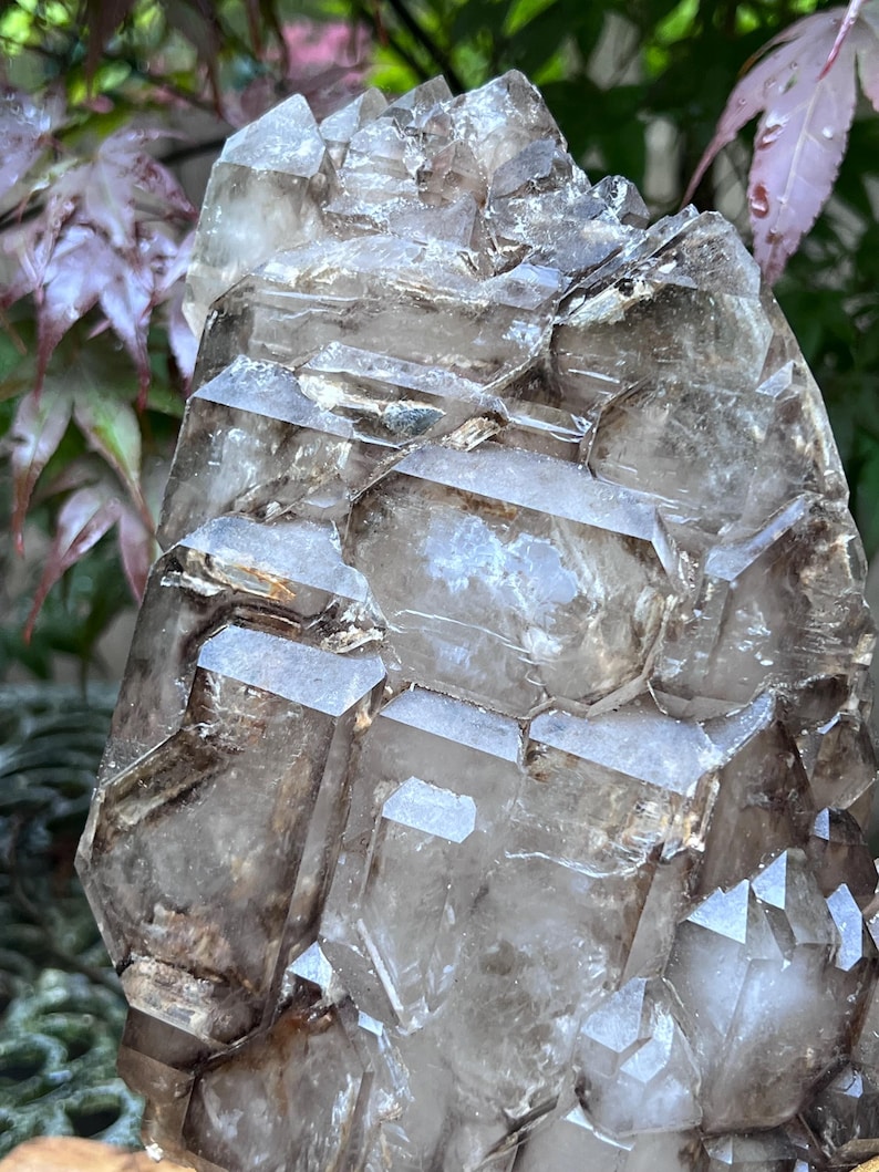 May include: A cluster of smoky quartz crystals. The crystals are a translucent, light brown color with sharp, geometric facets. The cluster is densely packed, with multiple crystal points visible. The background features green and purple foliage.