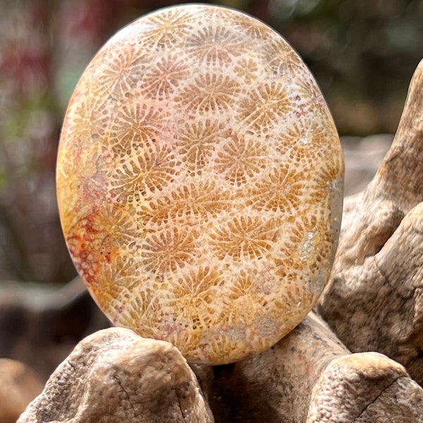 Fossilised Coral Palmstone AAA+ from Indonesia 222