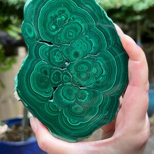 Malachite Specimen Slice AAA+ : Emotional Healing / Protection 108 688g