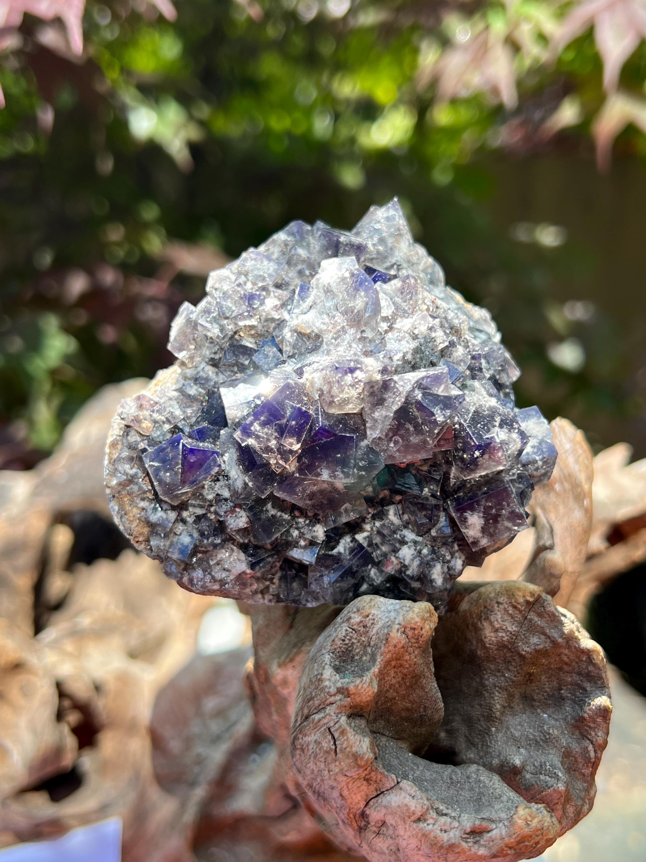 Diana Maria mine Smoky Rabbit Pocket 蛍石 Diana Maria Mine Smoky Rabbit Pocket Fluorite Cluster UV AB22 Rare