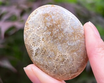 Fossilised Coral Palmstone AAA+ Polished 37
