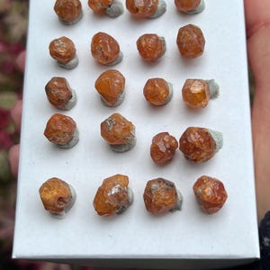 May include: A collection of nineteen small, faceted orange garnet crystals arranged in a grid on a white rectangular display card. Each individual gemstone is secured to the surface with a small dab of grey adhesive putty for stability.