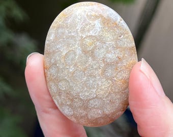 Fossilised Coral Palmstone AAA+ Polished 17
