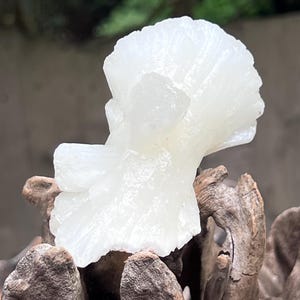 May include: A raw, translucent white mineral specimen with a fan-like, radiating crystalline structure. The stone features a glossy, layered surface and is positioned atop a dark, weathered piece of natural driftwood with deep, organic crevices.