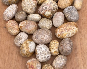 Piedra pulida de coral fosilizada AAA+