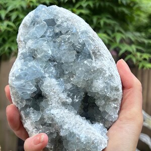 以下が含まれることがあります： 淡い青色の半透明なプリズム状の結晶が集まった大きなセレスタイトのジオード。粗い灰白色の岩石の外側に埋め込まれており、中心部は空洞で、ギザギザとした明るい青色の結晶構造が広がっています。