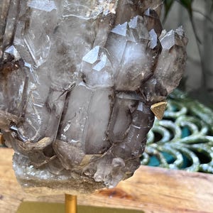 May include: A cluster of smoky quartz crystals, showcasing a range of translucent and opaque sections. The crystals are mounted on a gold-colored metal stand, creating a striking display. The natural formation exhibits sharp, geometric shapes.