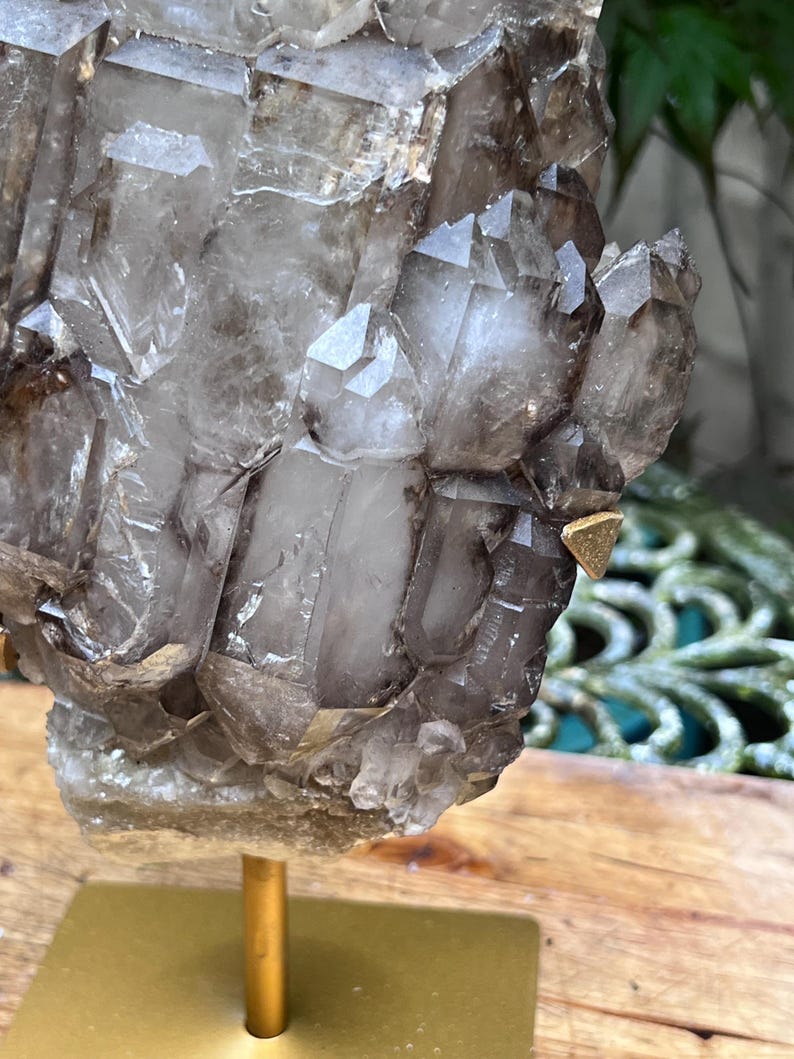 May include: A cluster of smoky quartz crystals, showcasing a range of translucent and opaque sections. The crystals are mounted on a gold-colored metal stand, creating a striking display. The natural formation exhibits sharp, geometric shapes.