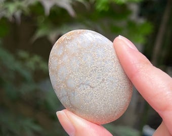 Fossilised Coral Palmstone AAA+ Polished 33