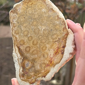 Fossilised Coral Polished Slice Crystal AAA+ Flower Pattern 8 195g