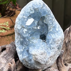 以下が含まれることがあります： 淡い青色の半透明なプリズム状の結晶が集まったセレスタイトのジオード。外側はざらざらとした灰白色の岩石で覆われており、内部は空洞になった楕円形の結晶構造で、鋭く角張ったファセットが特徴的です。