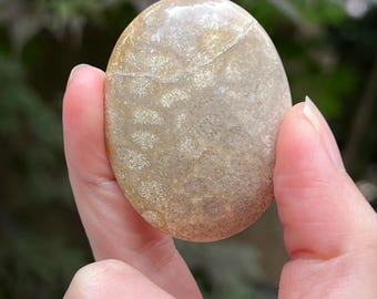 Fossilised Coral Palmstone AAA+ Polished 25