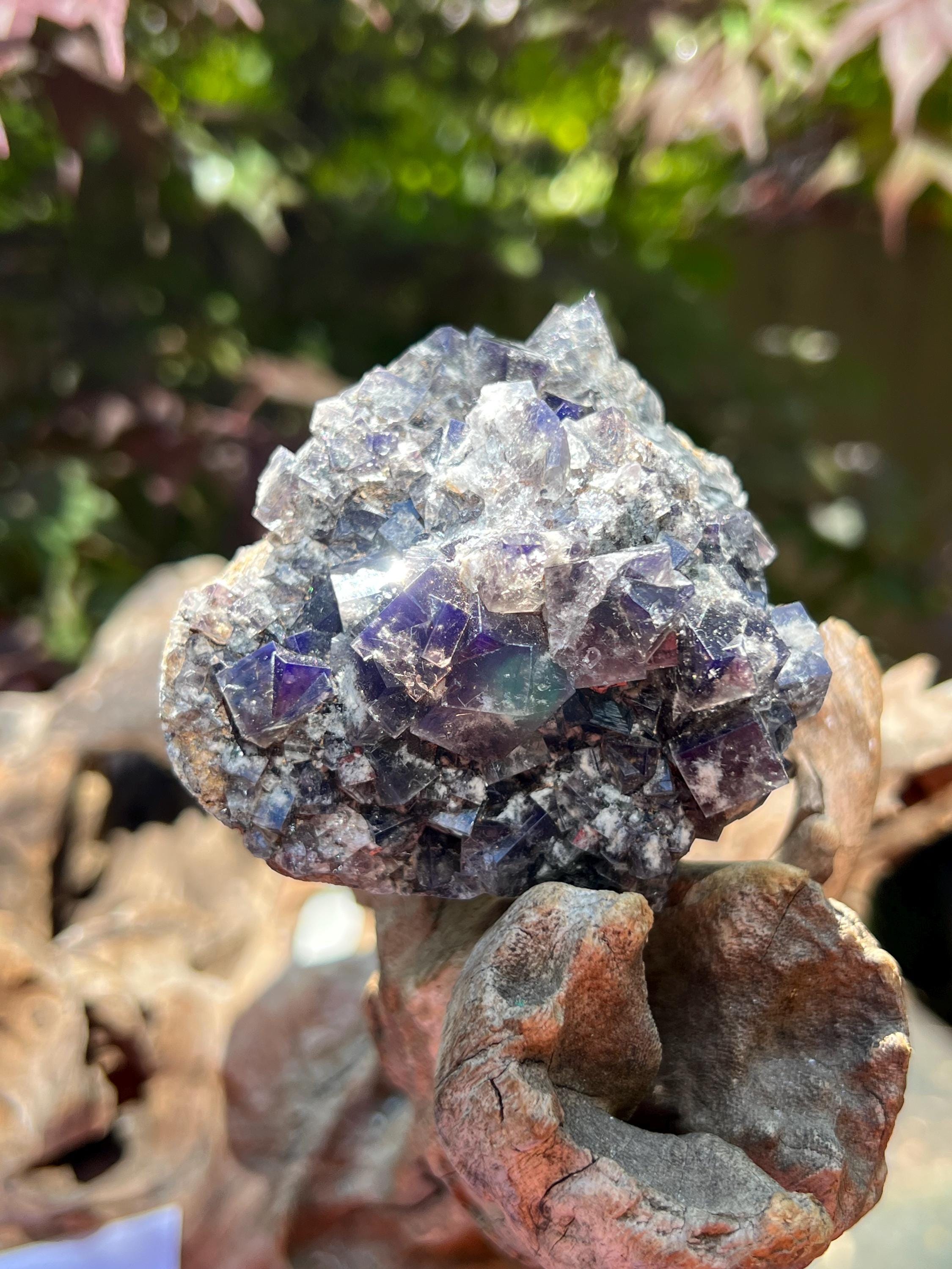 Diana Maria mine Smoky Rabbit Pocket 蛍石 Diana Maria Mine Smoky Rabbit Pocket Fluorite Cluster UV AB22 Rare