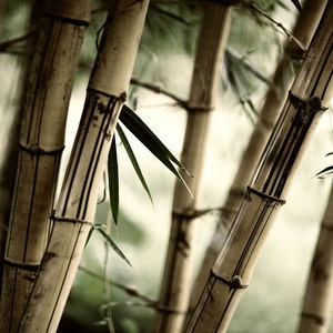 Bamboo Large Wall Mural, Self-adhesive Vinyl Wallpaper, Peel & Stick fabric wall decal image 2