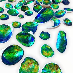 Puede incluir: Una colección de conchas iridiscentes de color verde y azul con un interior blanco. Las conchas están esparcidas sobre una superficie blanca.