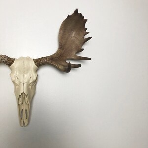 ANY COLOR Replica Moose Skull Wall Mount // Fake Moose Antlers | Etsy