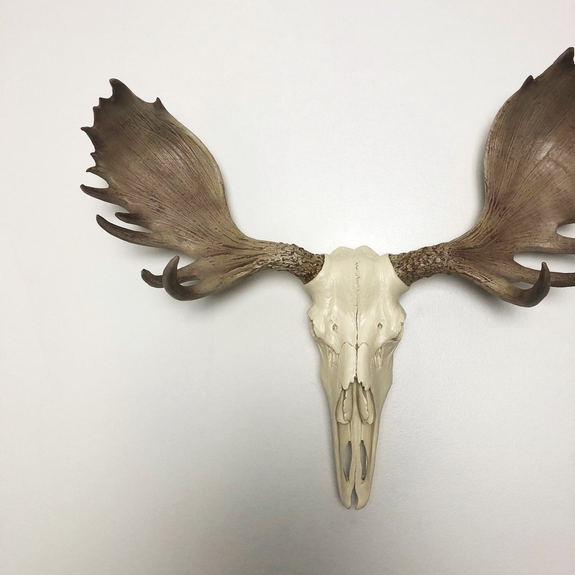 Replica Moose Skull Wall Mount IVORY w/ NATURAL Antlers | Etsy