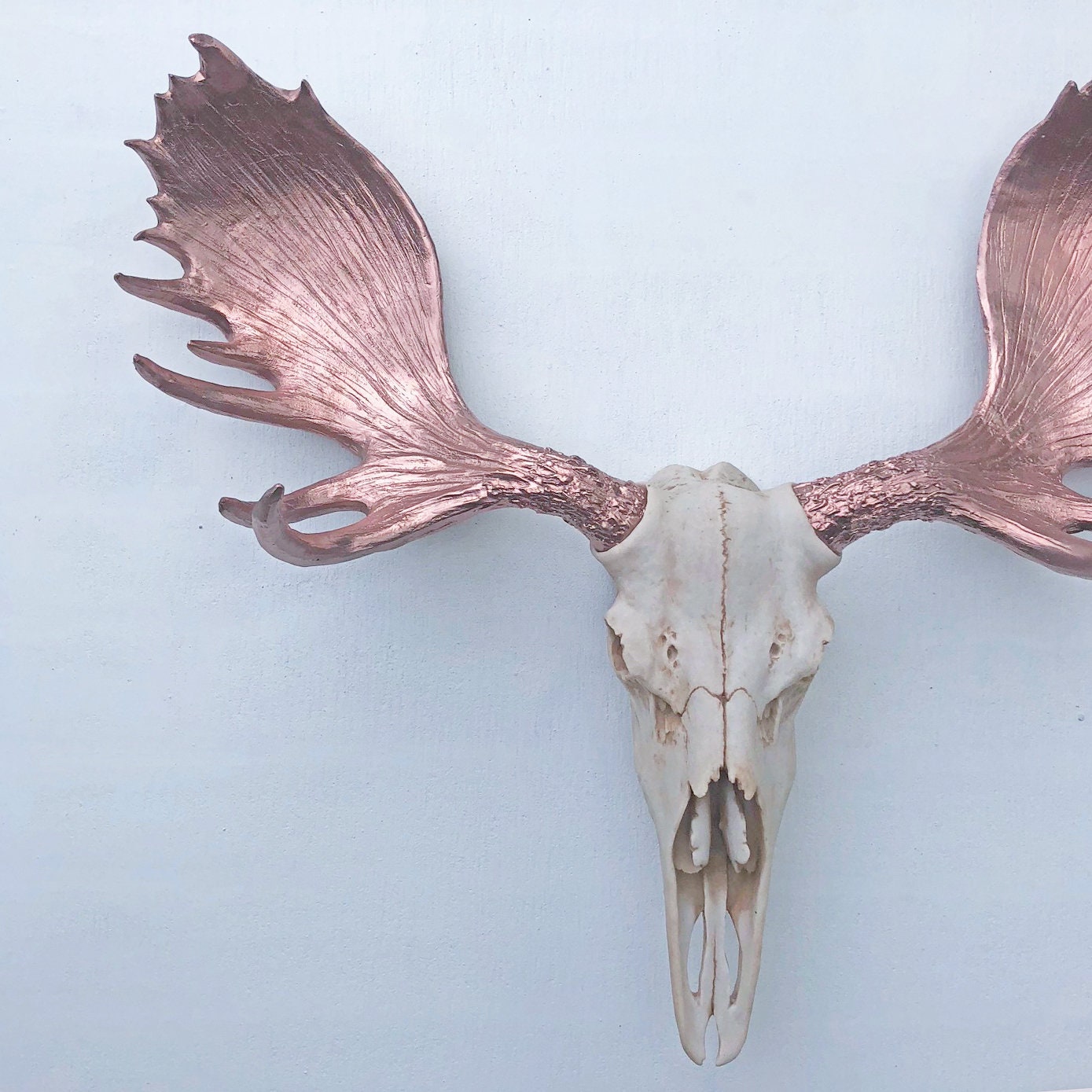 ANY COLOR Replica Moose Skull Wall Mount // Fake Moose Antlers | Etsy