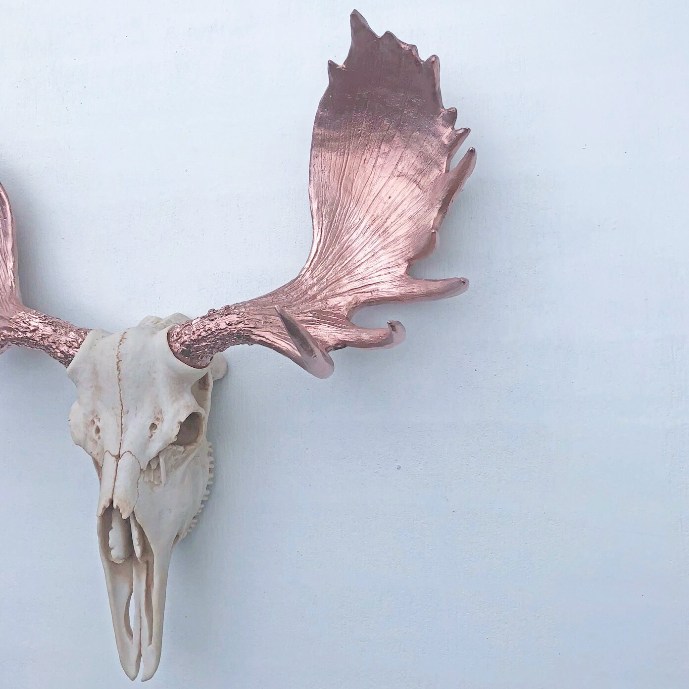 ANY COLOR Replica Moose Skull Wall Mount // Fake Moose Antlers | Etsy