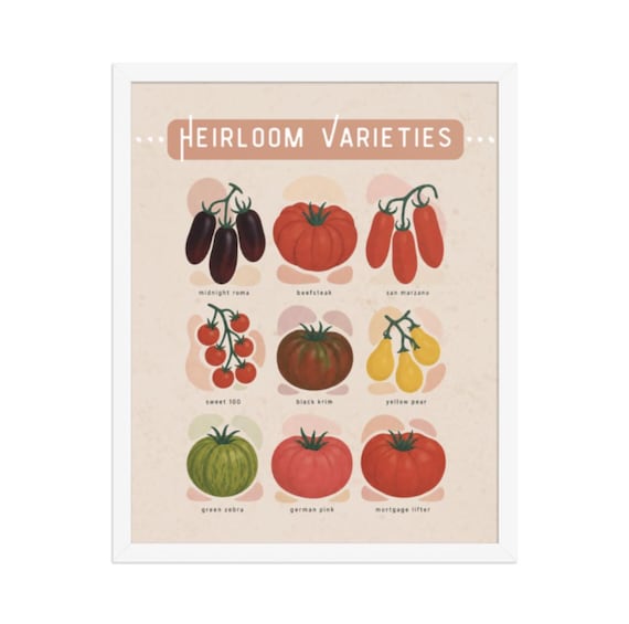 Heirloom Tomato Botanical Print | Mid-Century Kitchen Wall Art (Digital Download)