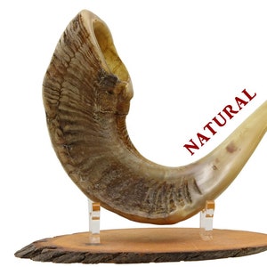 Ram&#39;s Horn Shofar with natural finish
