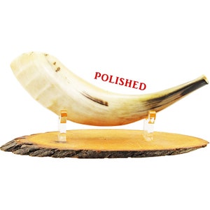 Small Ram&#39;s Horn Shofar with  fully polished.