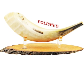 Small Ram&#39;s Horn Shofar with  fully polished.