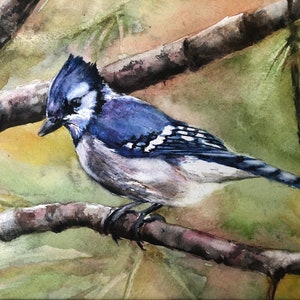 May include: A watercolor painting of a blue jay perched on a branch. The bird has blue and white feathers and is looking to the left. The background is a soft green and brown.