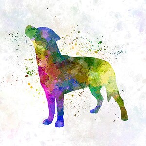 Smalandsstovare 01 in watercolor Fine Art Print Glicee Poster Decor Home Watercolor Gift Illustration dog SKU 1642 image 3