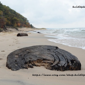 May include: A large, weathered tree trunk lies on a sandy beach with waves lapping at the shore. The trunk is dark brown and has a rough, textured surface. The beach is empty and the sky is overcast.