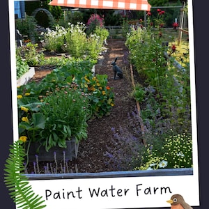 May include: A garden scene featuring raised beds with green foliage, yellow and red flowers, and a rabbit statue on a mulch path. The image includes a white border, an orange checkered tape graphic, a green fern leaf, a small bird, and text reading Paint Water Farm and LITTLE TRUTHS STUDIO.