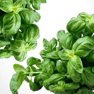 May include: A bunch of fresh green basil leaves, ideal for adding flavour to your favourite dishes.